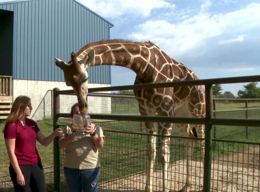 Safari Land, United States
